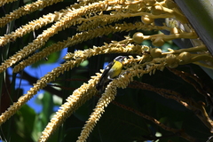 Coereba flaveola bananivora