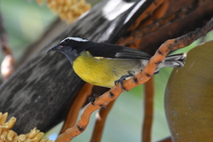 Coereba flaveola bananivora