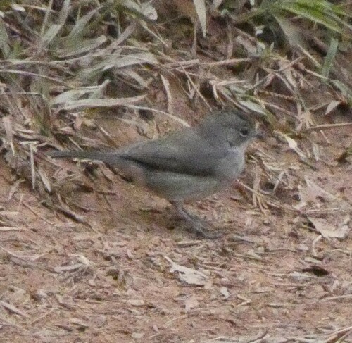 Grey Pileated Finch (Coryphospingus pileatus), photo 8