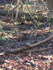 Periparus ater britannicus