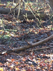 Periparus ater britannicus