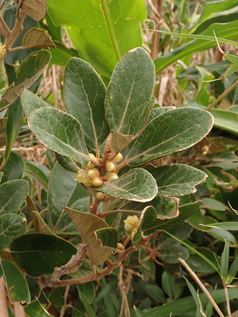 Litsea japonica (Litsea japonica)