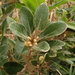 Litsea japonica - Photo (c) aster_lin, algunos derechos reservados (CC BY-NC), subido por aster_lin