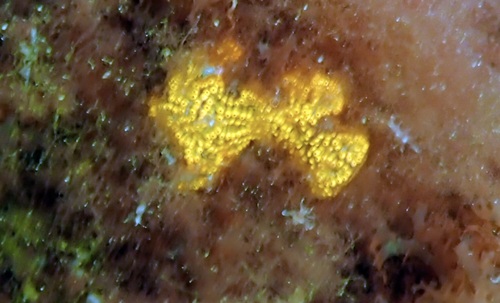 Botrylloides diegensis