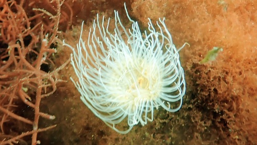 Sagartia undata