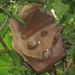 Wahlberg's Epauletted Fruit Bat - Photo (c) Rich Hoyer, some rights reserved (CC BY-NC-SA), uploaded by Rich Hoyer