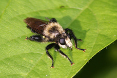 Laphria flavicollis