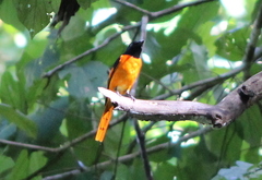 Pericrocotus flammeus