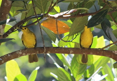 Iole indica