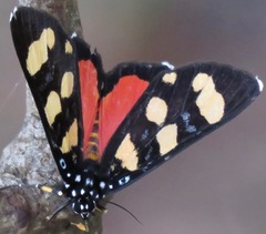 Heraclia africana