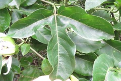 Passiflora edulis flavicarpa