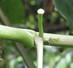 Passiflora edulis flavicarpa