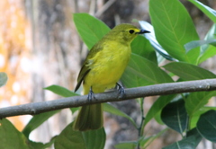 Iole indica