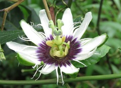 Passiflora edulis flavicarpa