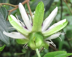 Passiflora edulis flavicarpa
