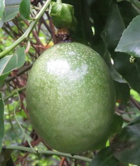 Passiflora edulis flavicarpa