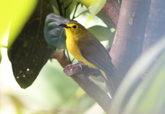 Iole indica