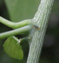 Adenia gummifera