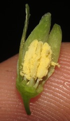 Adenia gummifera
