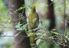 Iole indica