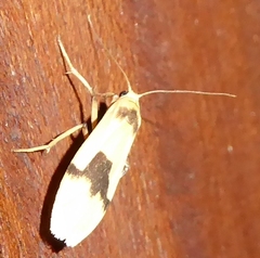 Brunia lacrima