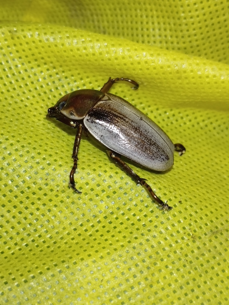 Pelidnota punctulata