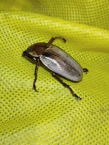 Pelidnota punctulata