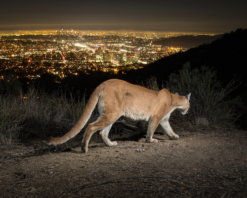 North American Mountain Lion photographed in California