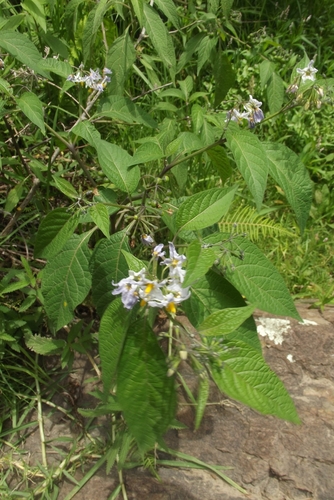 Solanum polytrichostylum, photograph 1