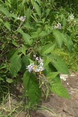 Solanum polytrichostylum, photograph Alfredo Gutierrez Dipaz, CC BY, iNaturalist via GBIF
