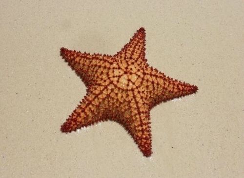 Red Cushion Sea Star
