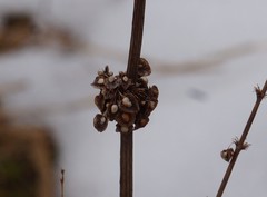 Rumex crispus crispus