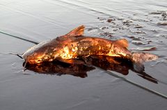 Widehead Sea Catfish photo 1