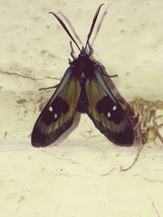 Chrysocale splendens