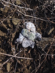Salvia verbascifolia