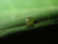 Hestina assimilis formosana