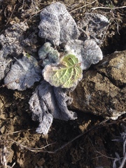 Salvia verbascifolia