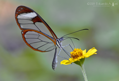 Pteronymia cotytto cotytto