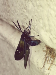 Chrysocale splendens