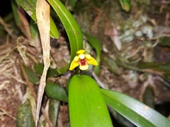 Maxillaria variabilis