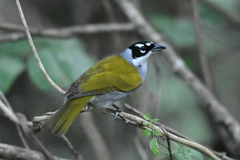 Phaenicophilus palmarum