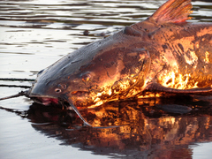 Widehead Sea Catfish photo 3