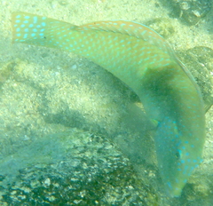 Halichoeres nicholsi