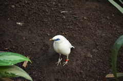 Leucopsar rothschildi