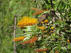 Combretum fruticosum