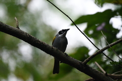 Phaenicophilus palmarum