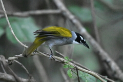 Phaenicophilus palmarum