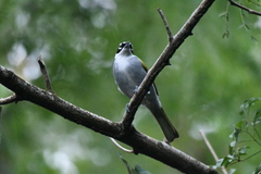 Phaenicophilus palmarum