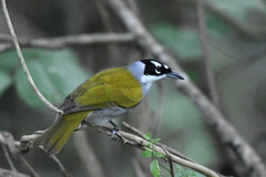 Phaenicophilus palmarum