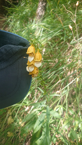 Digitalis laevigata (Digitalis laevigata)